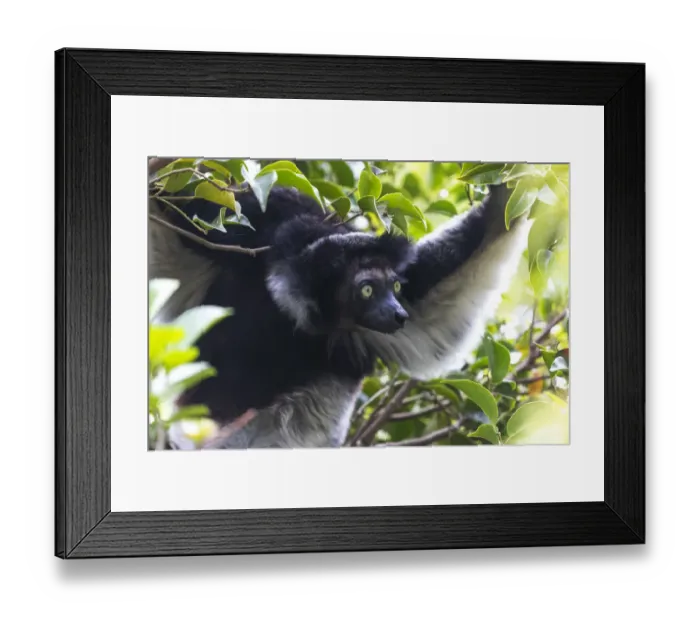 Framed Print : Africa, Madagascar, Akanin ny Nofy Reserve