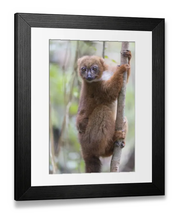 Framed Print : Africa, Madagascar, Akanin ny Nofy Reserve Framed Print : Africa, Madagascar, Akanin ny Nofy Reserve