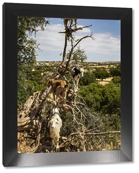 Tamri, Morocco, Cloven-hoofed goats, Argon tree