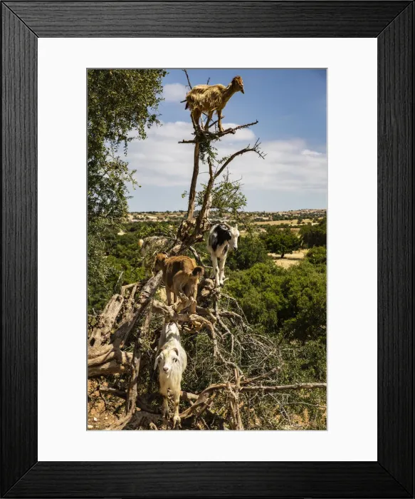 Framed Print : Tamri, Morocco, Cloven-hoofed goats, Argon tree Framed Print : Tamri, Morocco, Cloven-hoofed goats, Argon tree