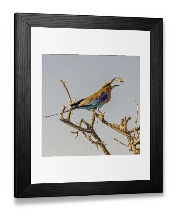 Framed Print : Etosha National Park, Namibia, Africa, Lilac-breasted Roller flipping a grasshopper into its mouth
