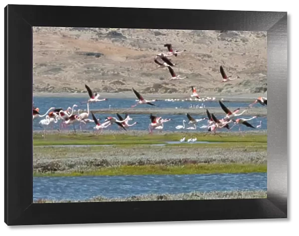 Flamingos, Luderitz Bay, Karas Region, Namibia