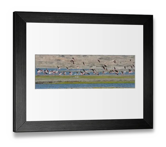 Framed Print : Flamingos, Luderitz Bay, Karas Region, Namibia