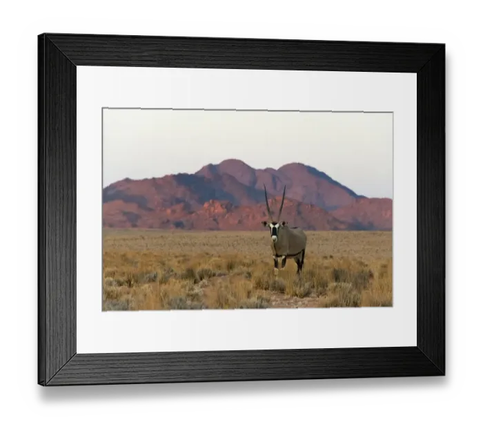Framed Print : Gemsbok (Oryx Gazella) in southern Namib Desert, Sesriem. Hardap Region, Namibia Framed Print : Gemsbok (Oryx Gazella) in southern Namib Desert, Sesriem. Hardap Region, Namibia