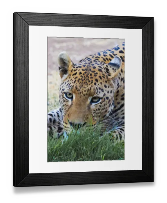 Framed Print : Leopard, Okonjima Nature Reserve. Otjozondjupa Region, Namibia Framed Print : Leopard, Okonjima Nature Reserve. Otjozondjupa Region, Namibia