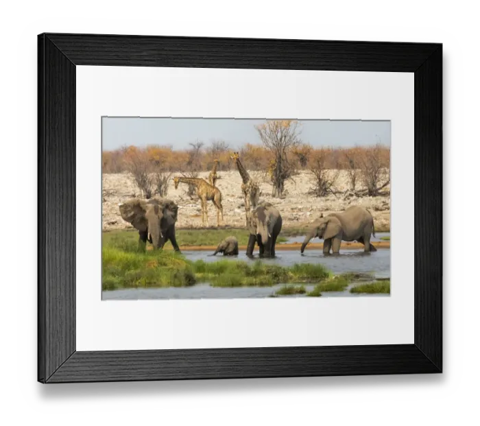 Framed Print : Elephant herd in Etosha National Park. Oshikoto Region, Namibia Framed Print : Elephant herd in Etosha National Park. Oshikoto Region, Namibia