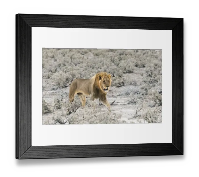Framed Print : Lion in Etosha National Park. Oshikoto Region, Namibia Framed Print : Lion in Etosha National Park. Oshikoto Region, Namibia