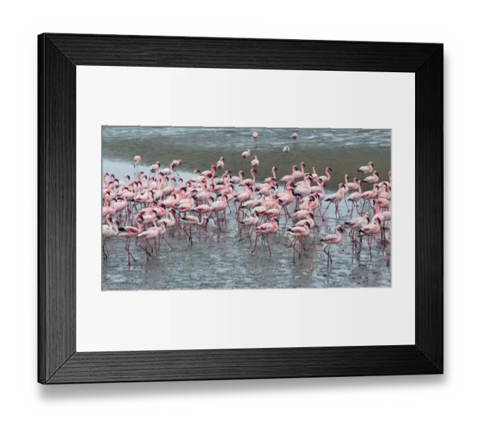Framed Print : Flamingos, Walvis Bay, Erongo Region, Namibia Framed Print : Flamingos, Walvis Bay, Erongo Region, Namibia