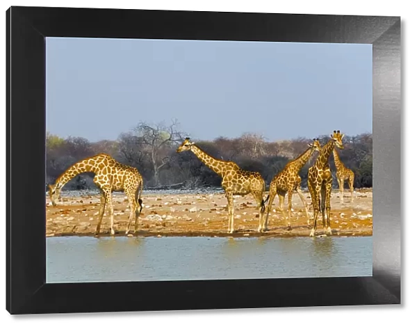 Giraffes by the river. Etosha National Park, Oshikoto Region, Namibia