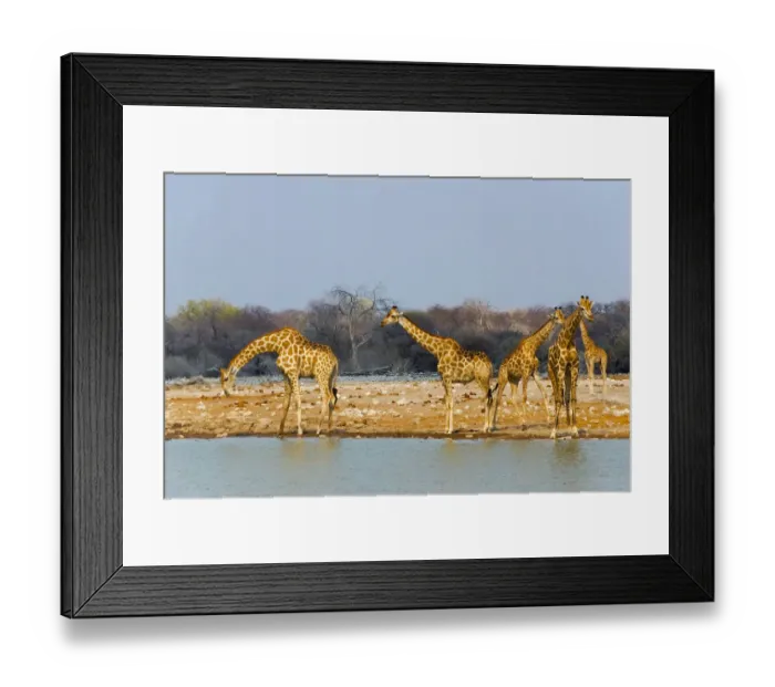 Framed Print : Giraffes by the river. Etosha National Park, Oshikoto Region, Namibia Framed Print : Giraffes by the river. Etosha National Park, Oshikoto Region, Namibia