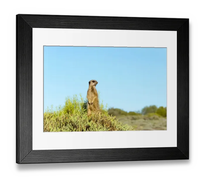 Framed Print : Meerkat. Western Cape Province, South Africa Framed Print : Meerkat. Western Cape Province, South Africa