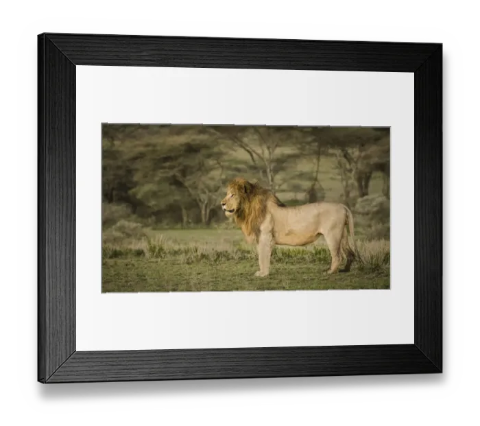 Framed Print : Africa, Tanzania, Ngorongoro Conservation Area Framed Print : Africa, Tanzania, Ngorongoro Conservation Area