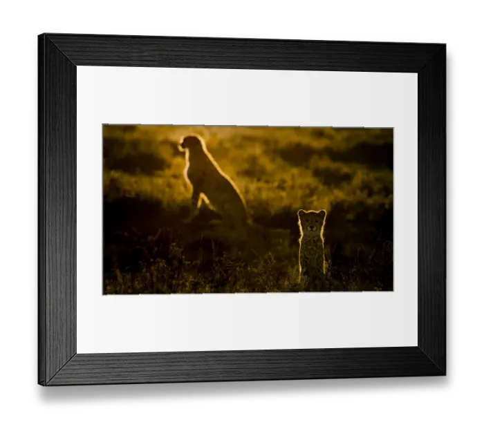 Framed Print : Africa, Tanzania, Ngorongoro Conservation Area. Adult and young cheetahs at sunset Framed Print : Africa, Tanzania, Ngorongoro Conservation Area. Adult and young cheetahs at sunset