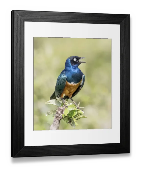 Framed Print : Africa, Tanzania, Serengeti. Superb Starling (Lamprotornis superbus) Framed Print : Africa, Tanzania, Serengeti. Superb Starling (Lamprotornis superbus)