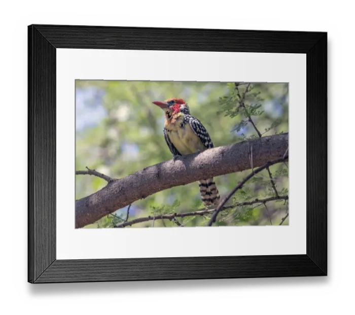 Framed Print : Africa, Tanzania, Lake Manyara National Park Framed Print : Africa, Tanzania, Lake Manyara National Park