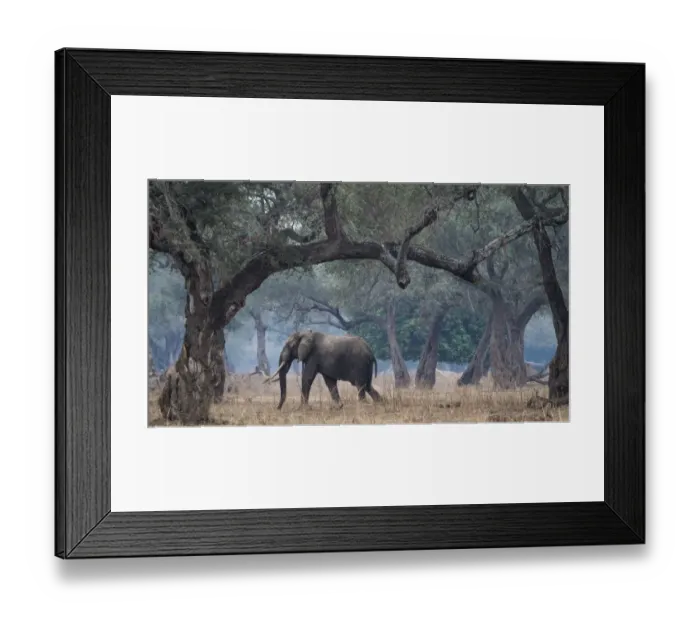 Framed Print : Africa, Zimbabwe, Mana Pools National Park. Elephant walking among trees. Credit as Framed Print : Africa, Zimbabwe, Mana Pools National Park. Elephant walking among trees. Credit as