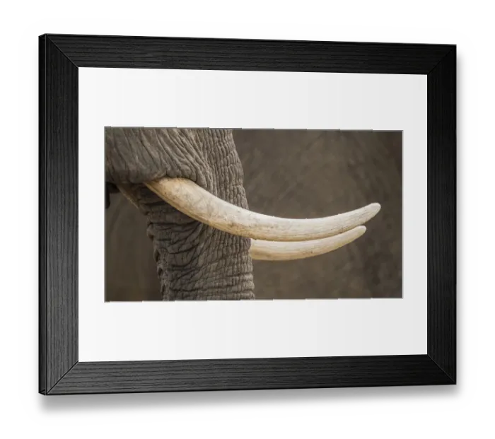 Framed Print : Africa, Zimbabwe, Mana Pools National Park. Close-up of elephant tusks. Credit as Framed Print : Africa, Zimbabwe, Mana Pools National Park. Close-up of elephant tusks. Credit as