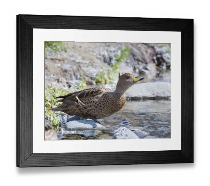Framed Print : Yellow-billed Pintail (Anas georgica georgica) endemic to South Georgia
