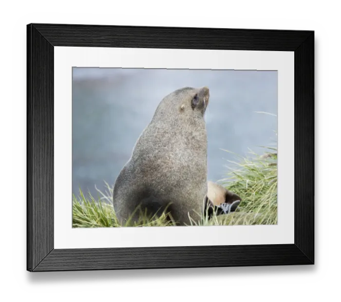 Framed Print : Antarctic Fur Seal (Arctocephalus gazella). Bull in typical Tussock Grass habitat Framed Print : Antarctic Fur Seal (Arctocephalus gazella). Bull in typical Tussock Grass habitat