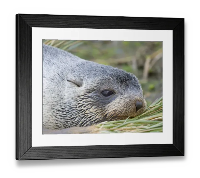 Framed Print : Antarctic Fur Seal (Arctocephalus gazella) in typical Tussock Grass