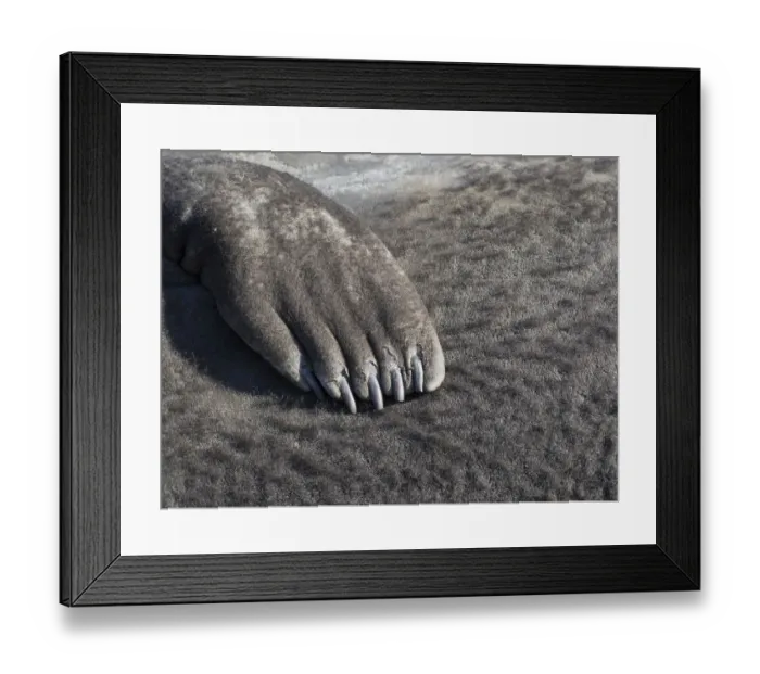 Framed Print : Southern elephant seal (Mirounga leonina) flipper of a pup on beach
