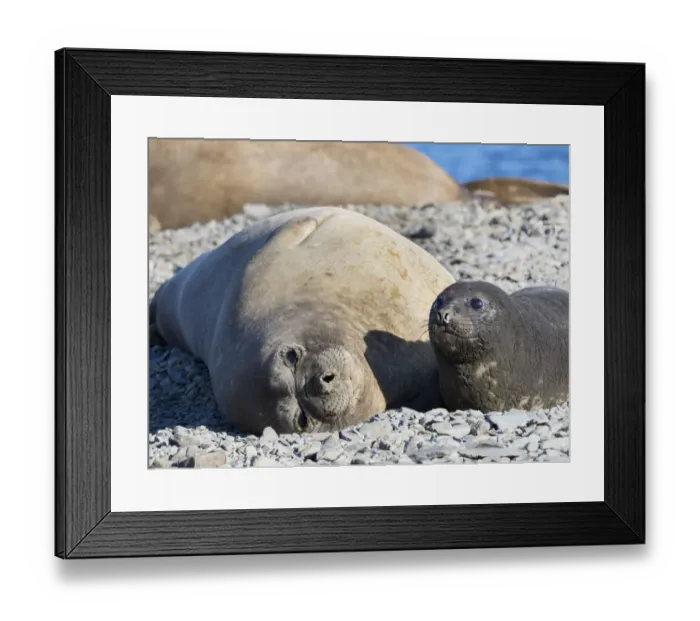 Framed Print : Southern elephant seal (Mirounga leonina) female with pup on beach Framed Print : Southern elephant seal (Mirounga leonina) female with pup on beach
