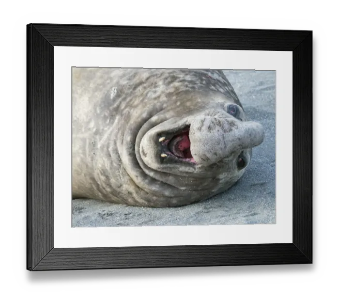 Framed Print : Southern elephant seal (Mirounga leonina) bull on beach showing threat behavior