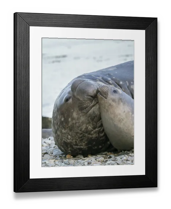 Framed Print : Southern elephant seal (Mirounga leonina) bull and female on beach Framed Print : Southern elephant seal (Mirounga leonina) bull and female on beach