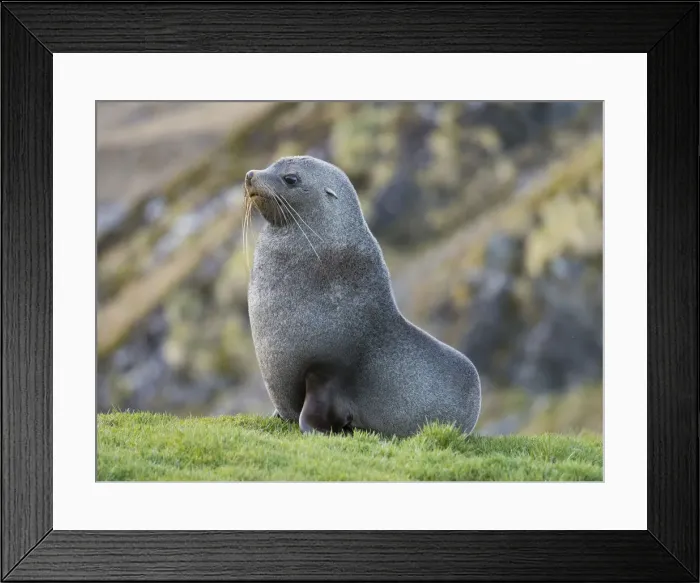 Framed Print : Antarctic Fur Seal (Arctocephalus gazella) bull. South Georgia Island
