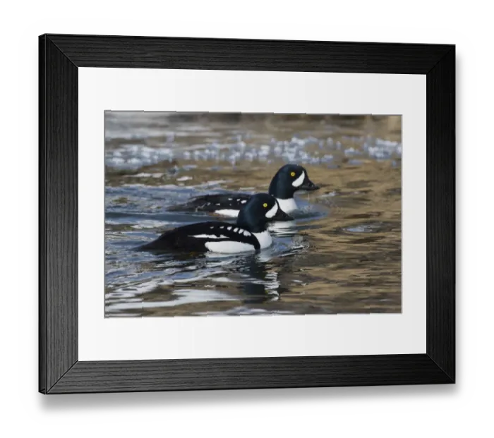 Framed Print : Barrows goldeneye drakes in icy river Framed Print : Barrows goldeneye drakes in icy river