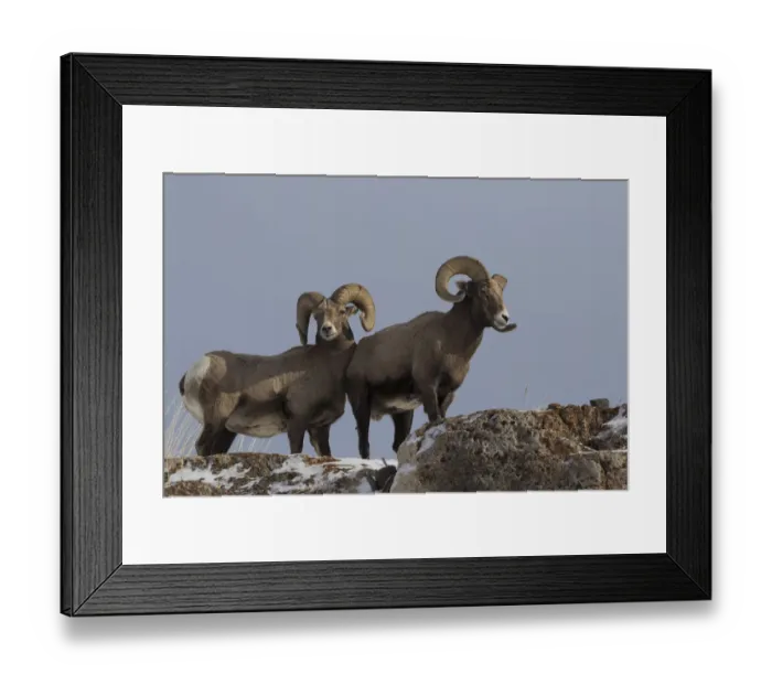 Framed Print : Rocky Mountain bighorn sheep rams Framed Print : Rocky Mountain bighorn sheep rams