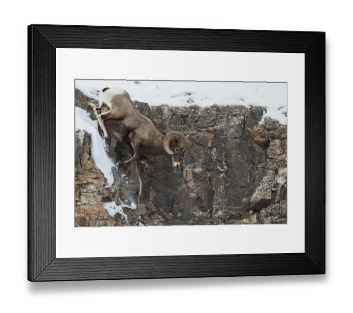 Framed Print : Rocky Mountain bighorn sheep, navigating winter cliff side Framed Print : Rocky Mountain bighorn sheep, navigating winter cliff side