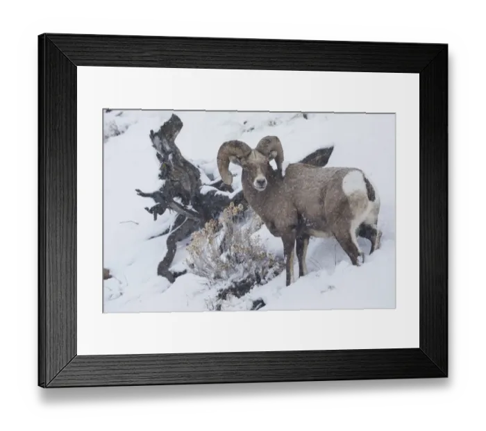 Framed Print : Bighorn sheep ram, winter storm Framed Print : Bighorn sheep ram, winter storm
