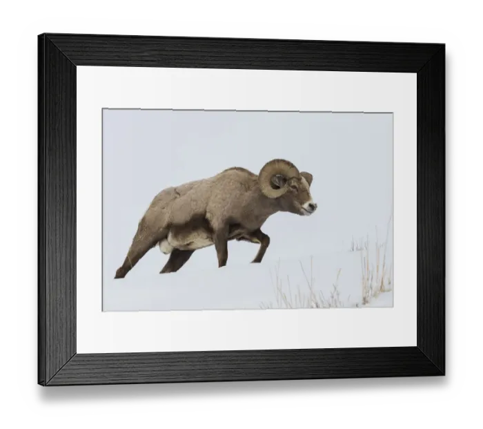 Framed Print : Rocky Mountain bighorn sheep ram Framed Print : Rocky Mountain bighorn sheep ram