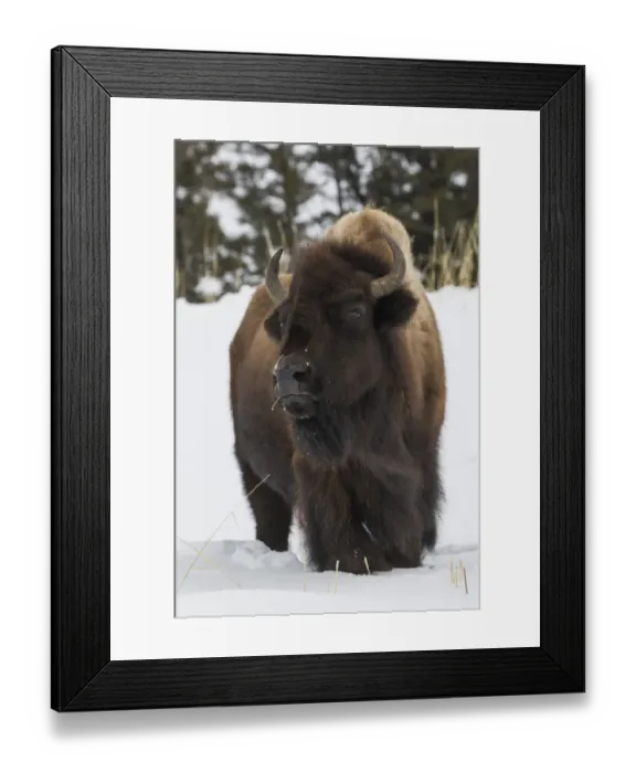 Framed Print : Bison bull, intently watching another bull approaching