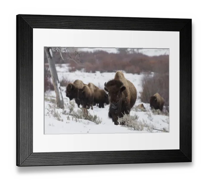 Framed Print : Bison herd on the move Framed Print : Bison herd on the move