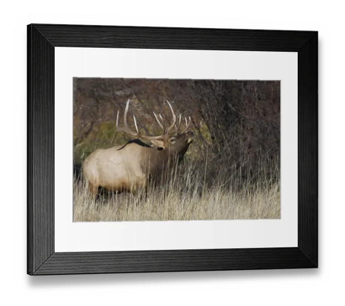 Framed Print : Rocky Mountain bull elk Framed Print : Rocky Mountain bull elk