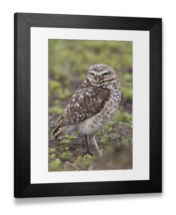 Framed Print : Burrowing owl Framed Print : Burrowing owl