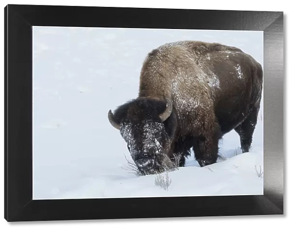 Bison bull foraging in deep snow