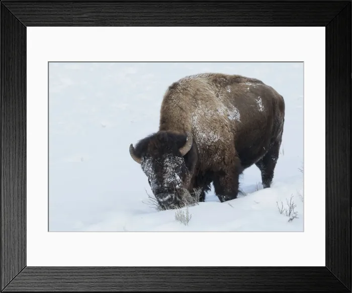 Framed Print : Bison bull foraging in deep snow Framed Print : Bison bull foraging in deep snow