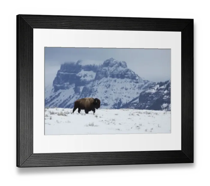 Framed Print : Bison bull on the move Framed Print : Bison bull on the move