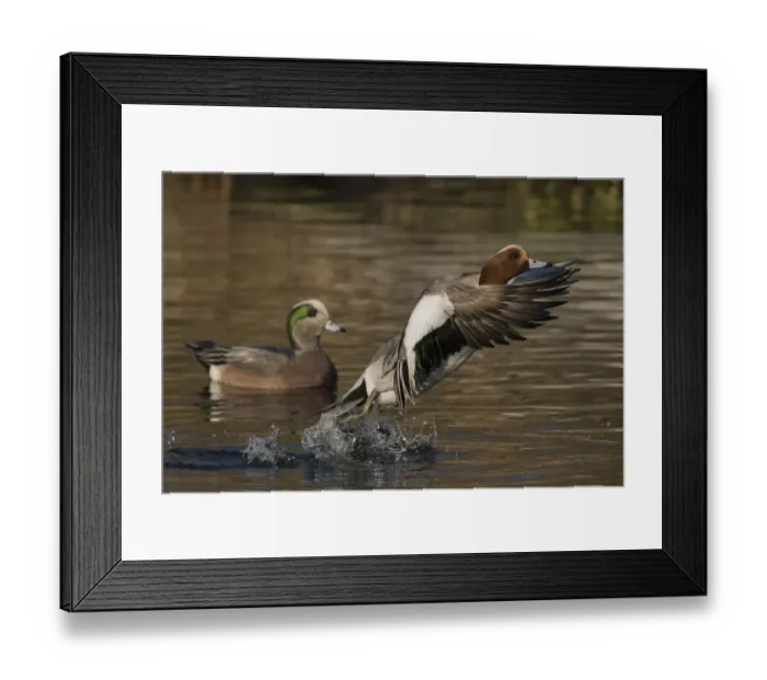 Framed Print : Eurasian wigeon flying Framed Print : Eurasian wigeon flying
