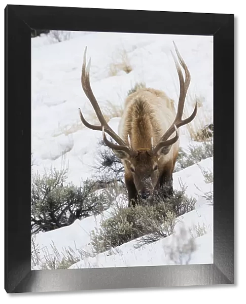 Rocky Mountain bull elk, winter survival