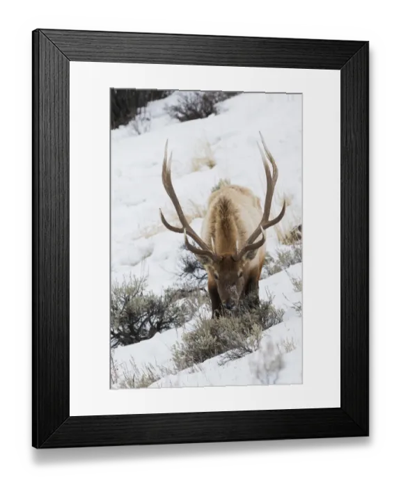 Framed Print : Rocky Mountain bull elk, winter survival Framed Print : Rocky Mountain bull elk, winter survival