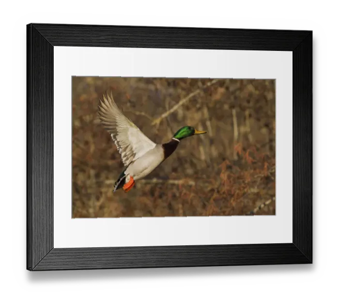 Framed Print : Mallard drake flying Framed Print : Mallard drake flying