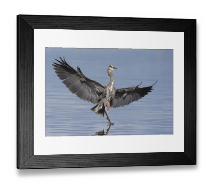 Framed Print : Great blue heron alighting Framed Print : Great blue heron alighting