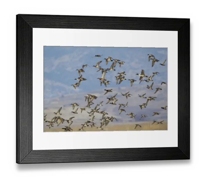 Framed Print : Mixed flock of waterfowl flying Framed Print : Mixed flock of waterfowl flying