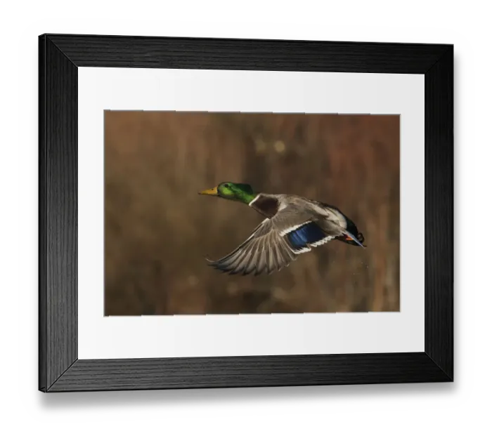 Framed Print : Mallard drake flying Framed Print : Mallard drake flying