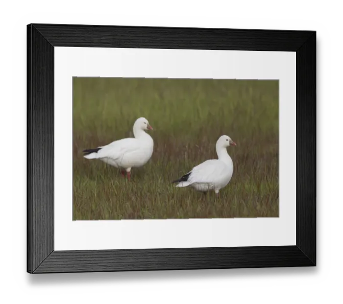 Framed Print : Rosss geese Framed Print : Rosss geese