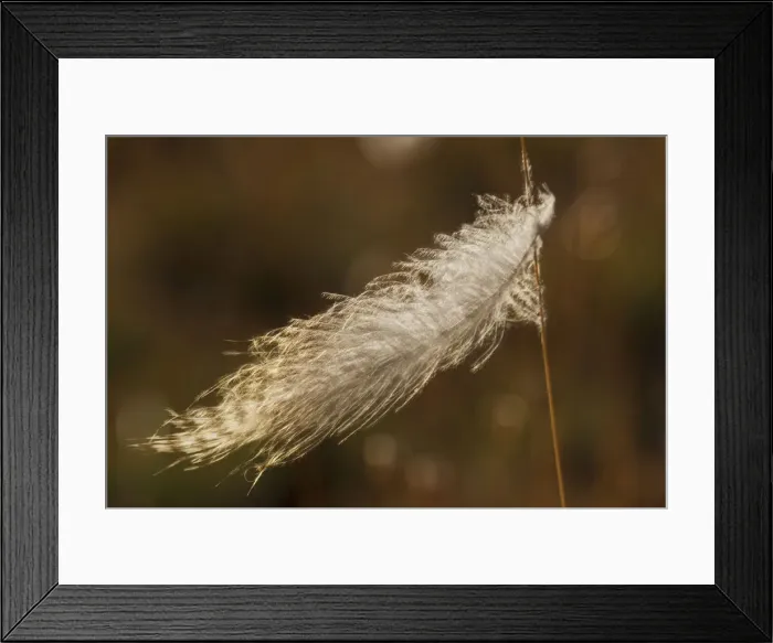 Framed Print : Grouse feather, stuck on grass stem Framed Print : Grouse feather, stuck on grass stem